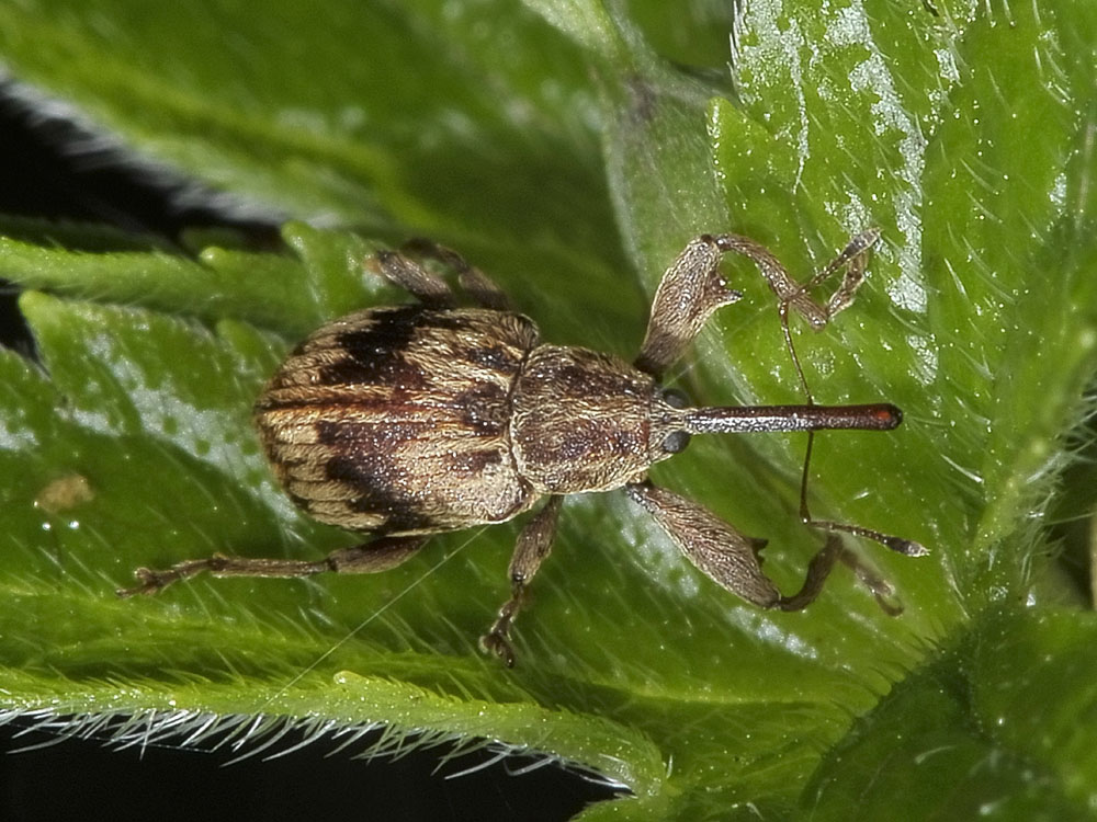 Anthonomus rectirostris